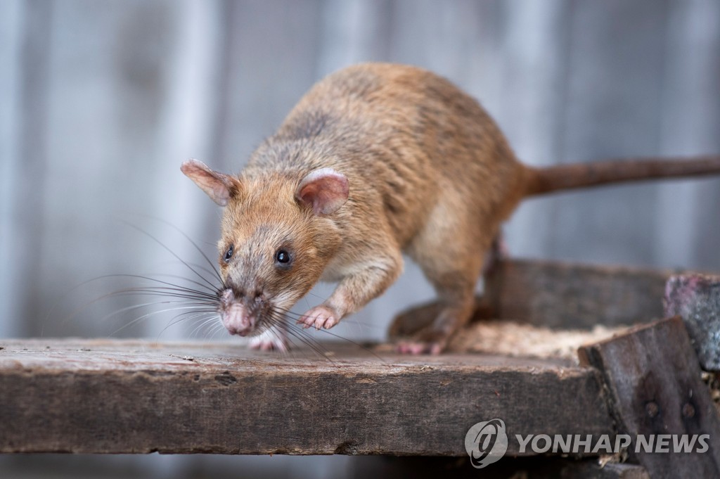 CAMBODIA-LANDMINES/RAT
