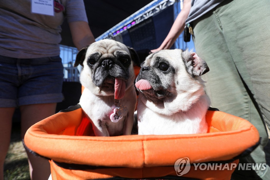 CALIFORNIA-UGLIEST DOG/