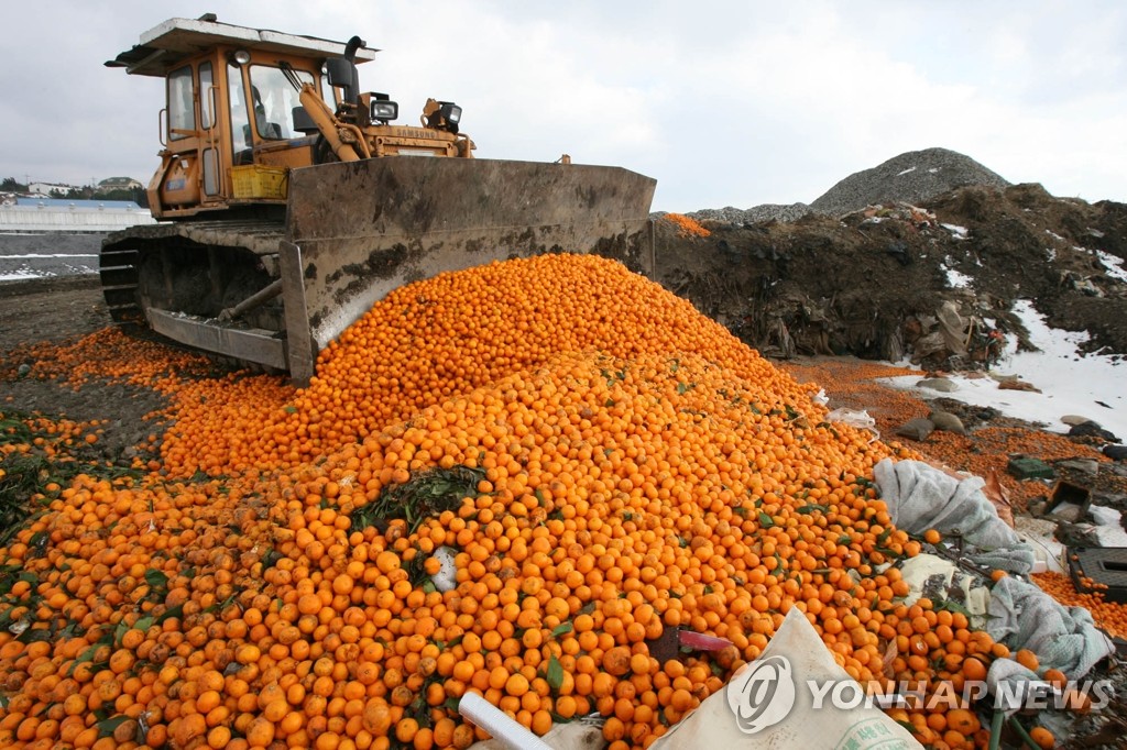 매립되는 비상품 감귤(자료사진)