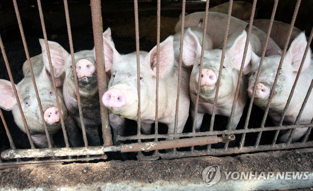 경북 고령 돼지농장서 야외바이러스감염항체 검출 - 1
