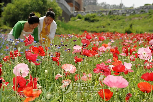 원주 용수골마을서 양귀비 축제