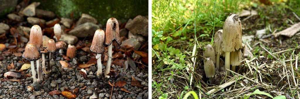 (포천=연합뉴스) 왼쪽 사진은 식용버섯인 먹물버섯. 오른쪽 사진은 독버섯인 두엄먹물버섯. 2012.8.27 <<국립수목원 제공>>
andphotodo@yna.co.kr
