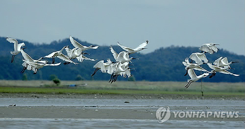 시화호 철새