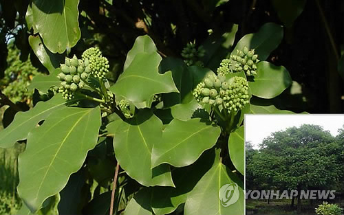 제주 향토식물자원 황칠나무(연합뉴스 자료사진)