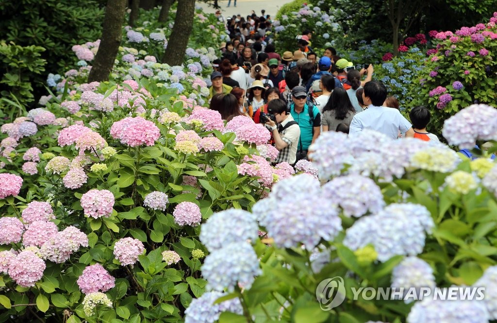 수국 향기 가득