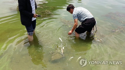 합천창녕보 주변서 폐사 어류 발견