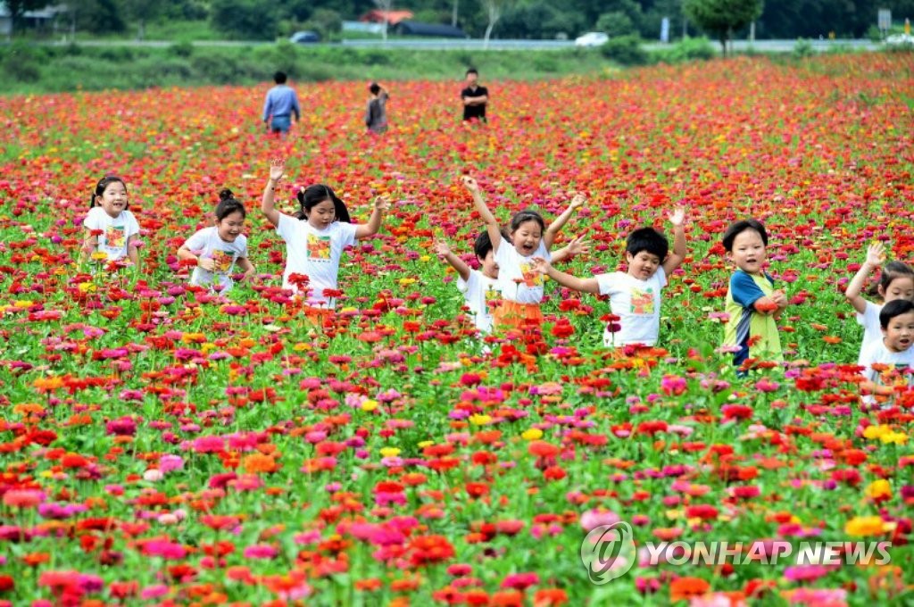 백일홍 만발한 평창