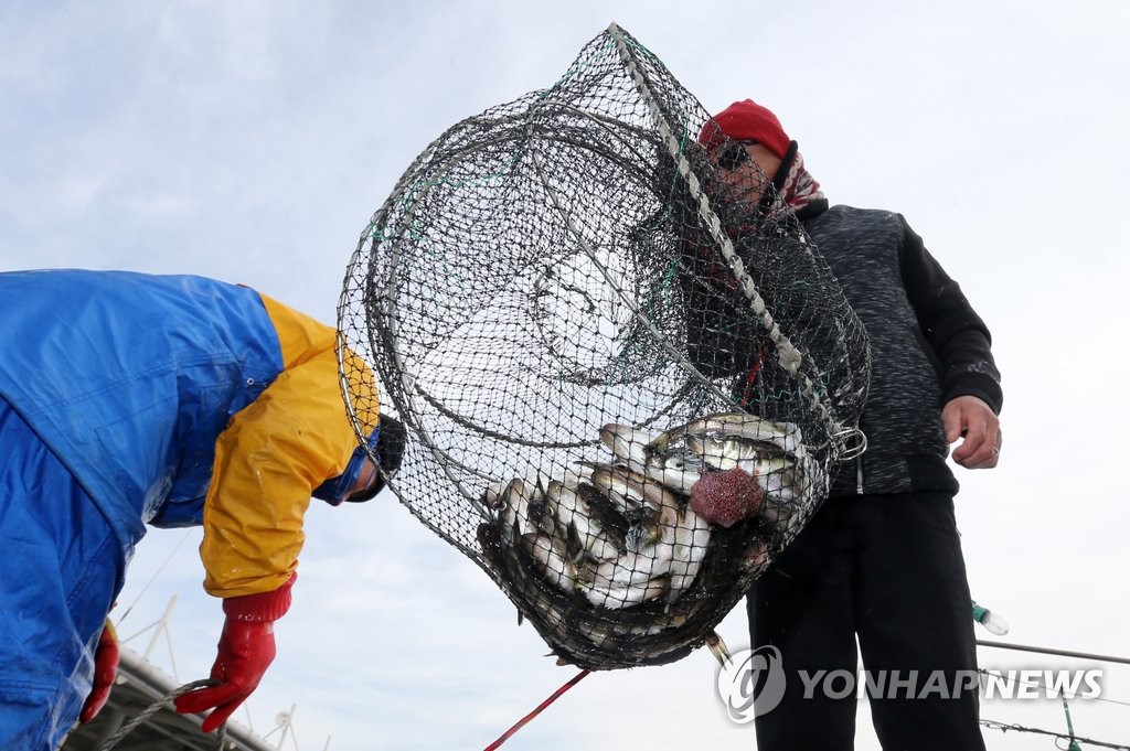 겨울 별미 도루묵 풍년