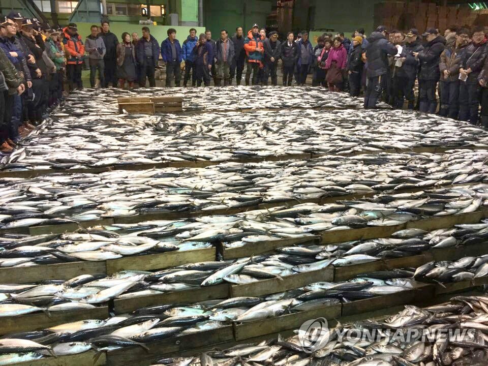 부산공동어시장에서 위판되는 고등어(자료사진)