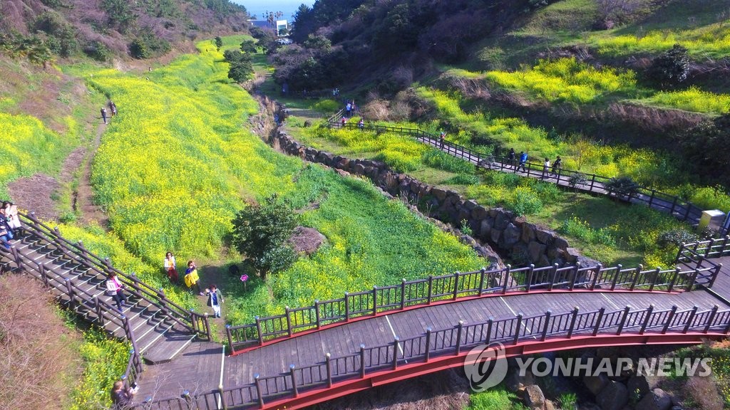 유채꽃 핀 중문 관광단지
