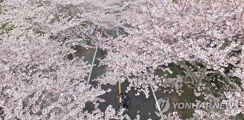 제주왕벚꽃축제 개막