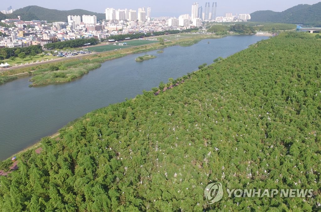 '백로 서식지' 태화강 삼호대숲