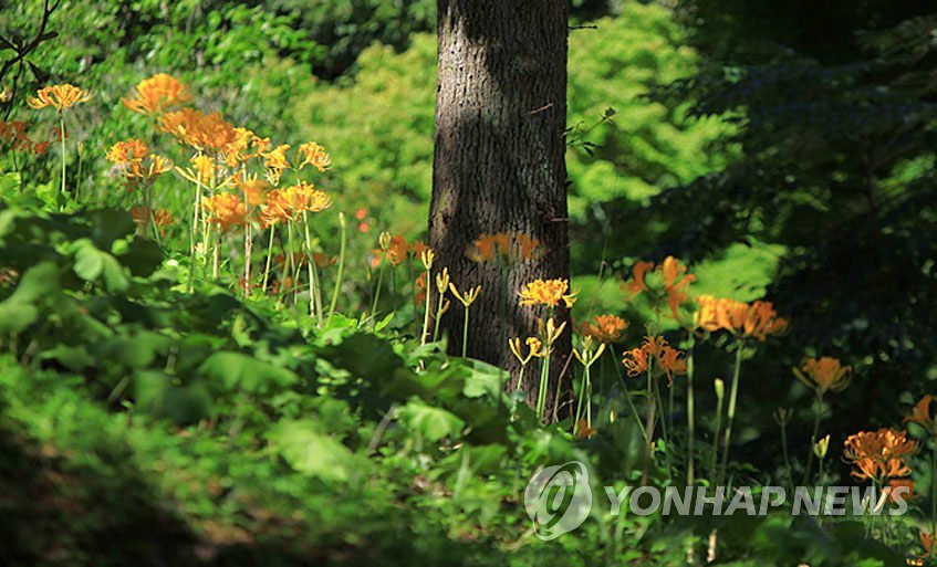 영광 불갑사 진노랑상사화 활짝