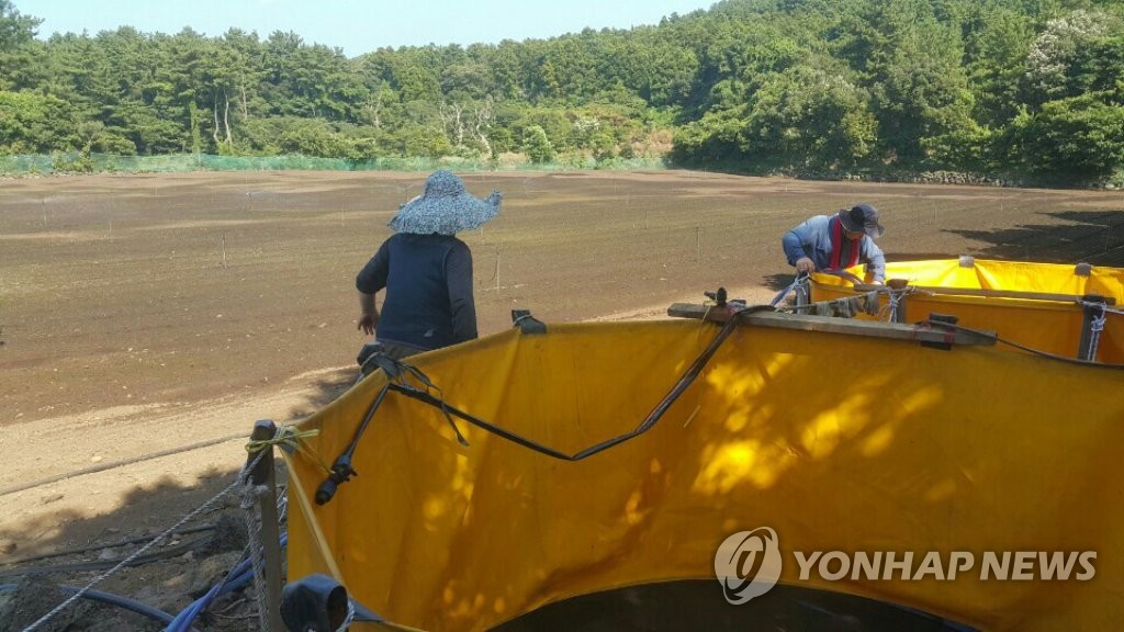 당근밭에 물 주는 농민