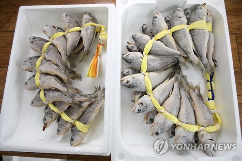 "버릴 수도 없고" 목포수협 16억어치 재고 굴비 처리 놓고 고심 - 1