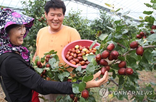 달걀만한 대추 수확
