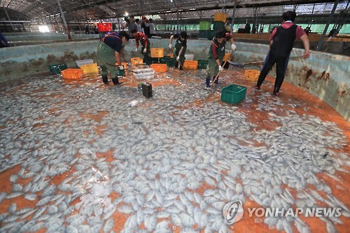<태풍 차바> 양식장 돌돔 폐사
