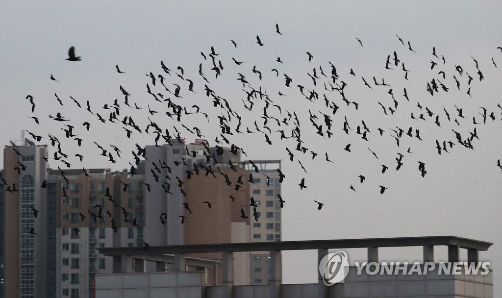 수원 하늘 뒤덮은 떼까마귀