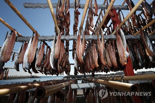 차가운 바닷바람에 익어가는 과메기.