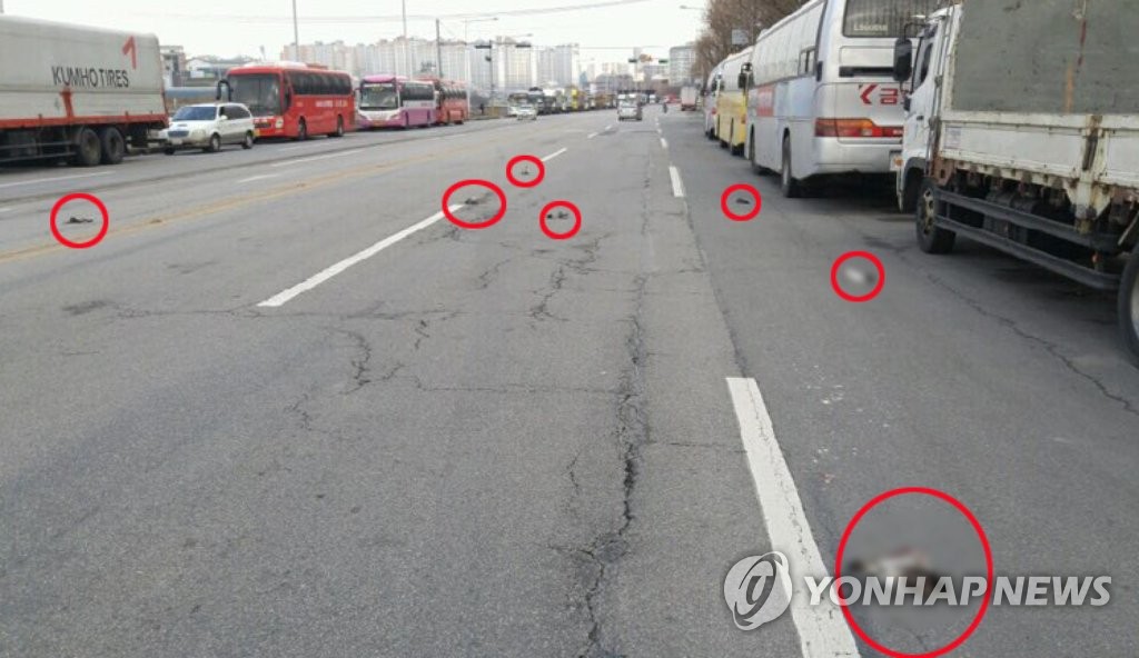광주서 비둘기 7마리 폐사