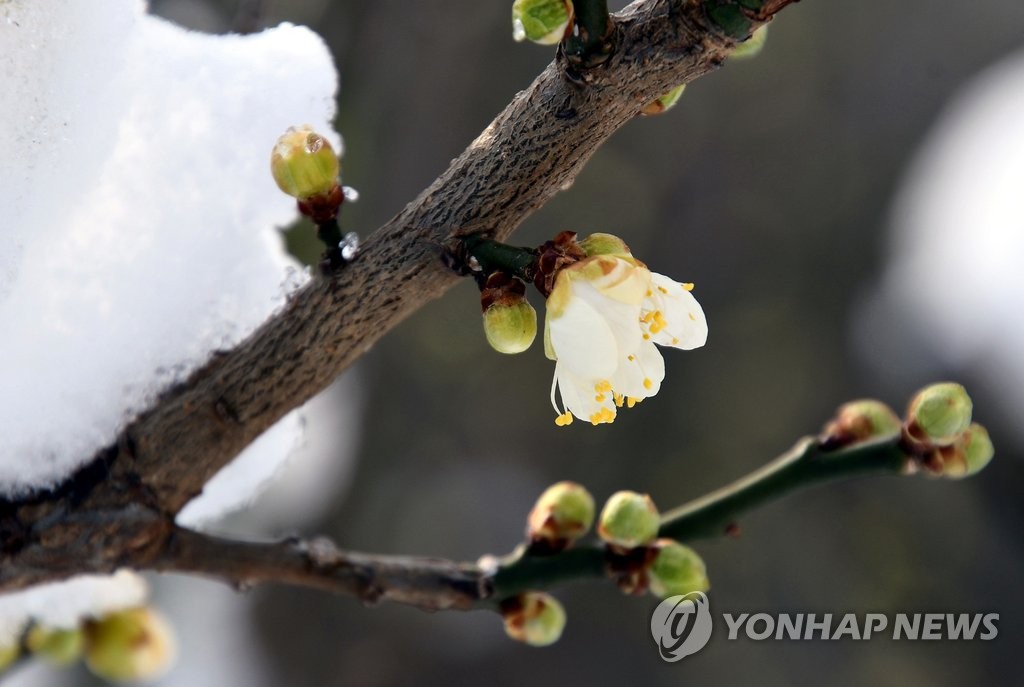 강원 한파특보 모두 해제…4∼5일 최고 20㎝ 눈 예보 - 1
