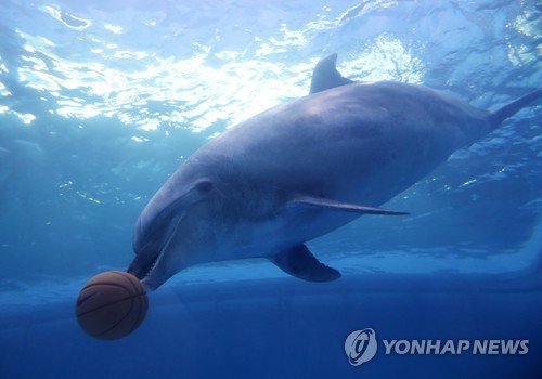 유영하는 큰돌고래