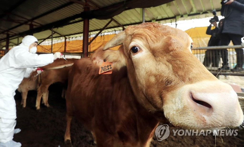 구제역 예방 백신을 맞고 있는 소