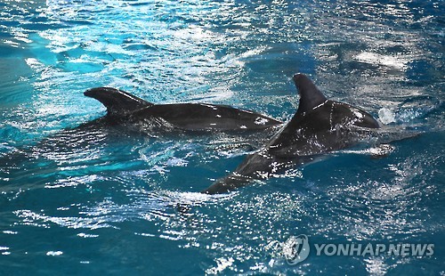돌고래, 31시간 만에 물속으로