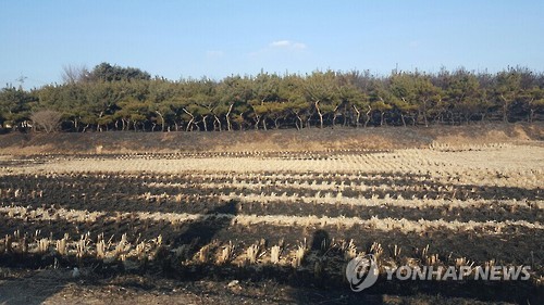용인 야산서 불…80대 1명 숨져
