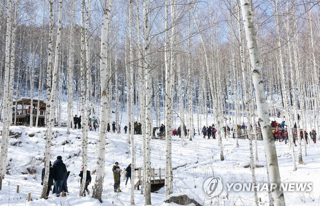'순백의 세상' 인제 자작나무 숲