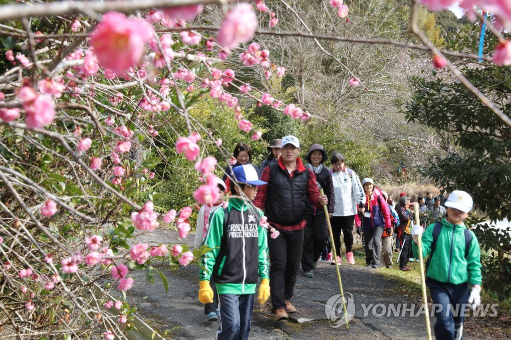 매화꽃 활짝 핀 일본 규슈올레 이즈미 코스
