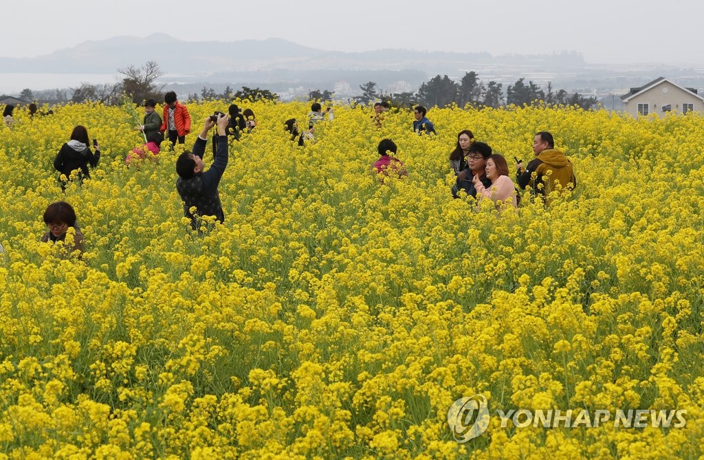 관광객 가득한 유채꽃밭