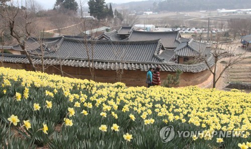 100년 된 유기방 가옥 뒷산에 핀 수선화