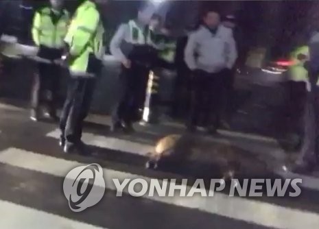 새벽 광화문 광장에 멧돼지 출몰