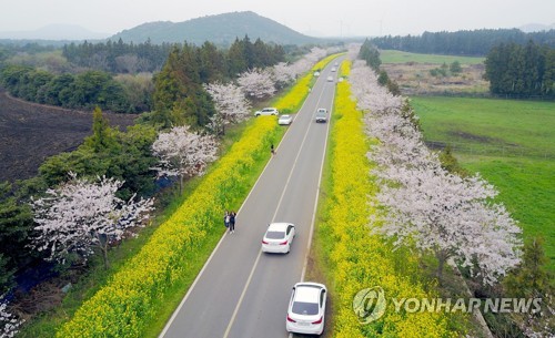 벚꽃·유채꽃 어우러진 제주 녹산로