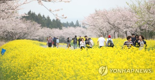'봄의 향연' 서귀포유채꽃축제 31일 개막