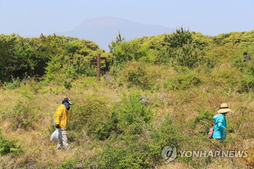 '제주 고사리 따러 오세요'