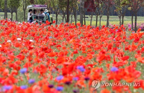 빨간 꽃밭에서