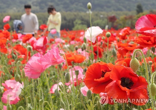 화사하게 핀 꽃양귀비