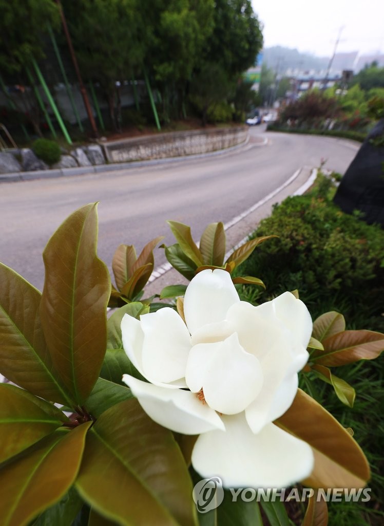 세월호 미수습자 기다리는 단원고 잭슨 목련