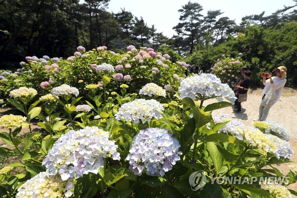 태종대 수국 군락지