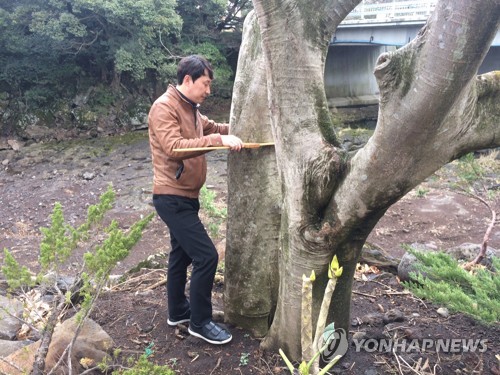 전직 조경업자가 불법 채취한 팽나무