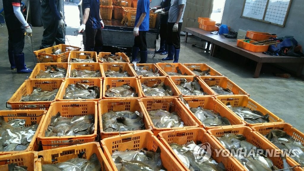 폭염 못 견디고 폐사한 넙치들