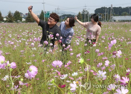 코스모스 배경 삼아 '찰칵'
