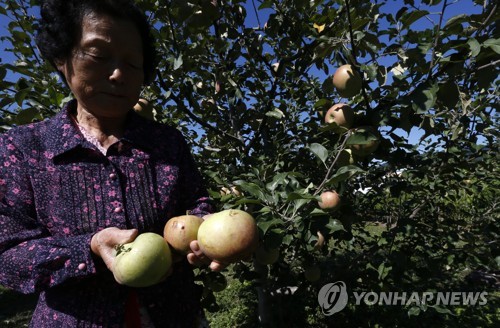 우박에 멍든 농심
