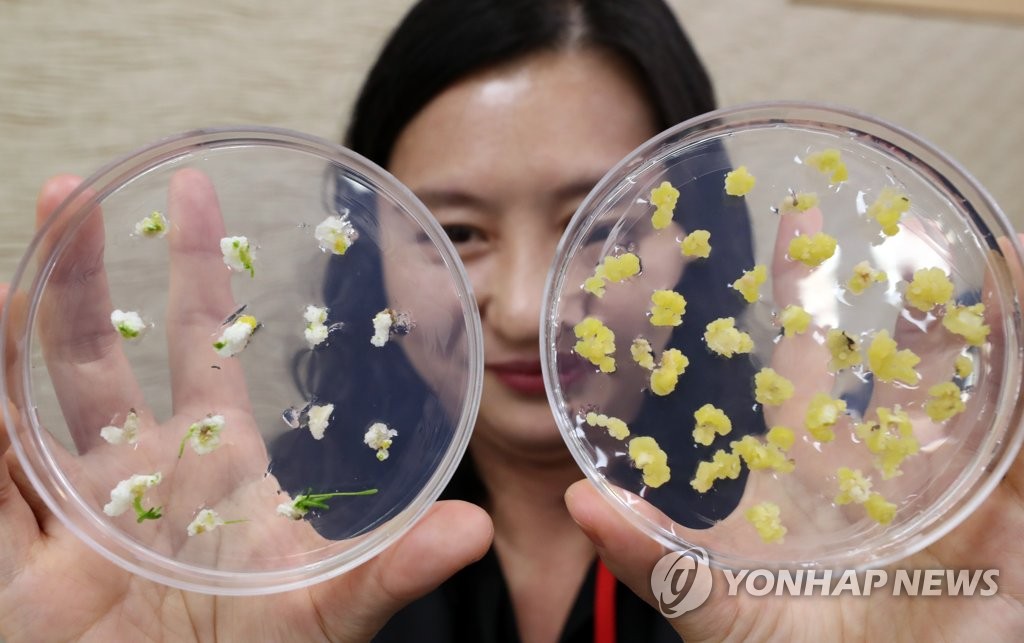 미분화 식물세포로 멸종위기 식물 증식 성공