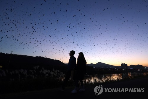 떼까마귀의 환상적인 군무.