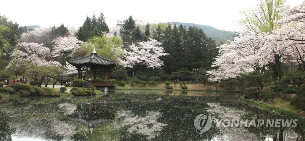 활짝 핀 벚꽃