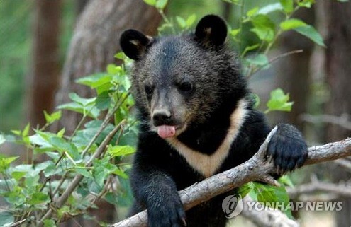 반달가슴곰 KM-53