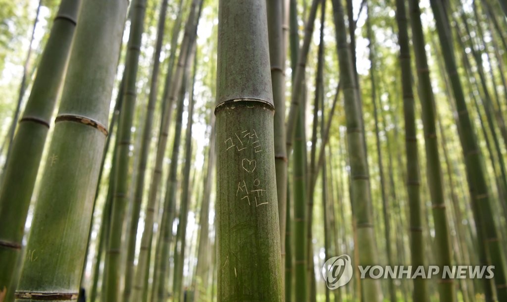일본 교토 관광지 아라시야마 '대나무숲 길'의 한글 낙서